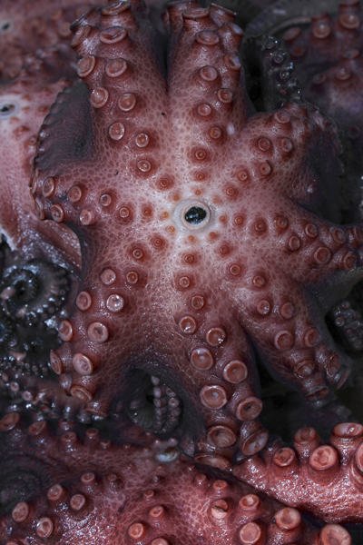 MNA Peru Octopus1