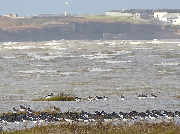 45 West Kirby Oyks and Hilbre