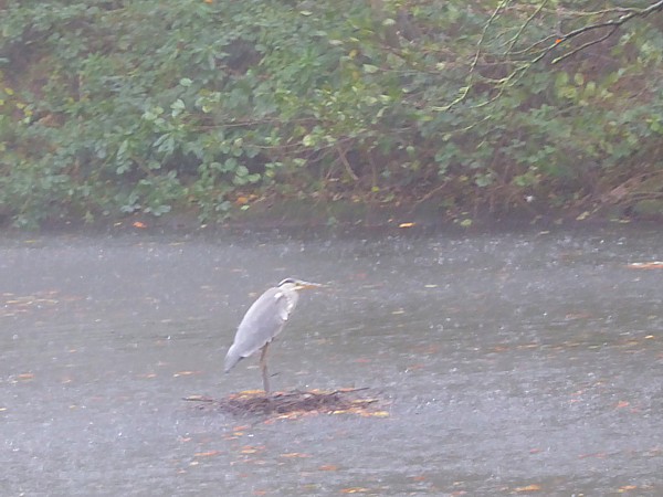 46 Sefton Park wet Heron