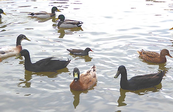 47 Birkenhead Park black ducks