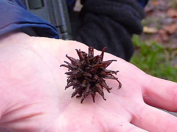 50 Croxteth spiky seed