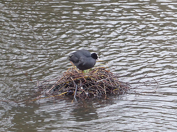 02 West Kirby Coot on nest