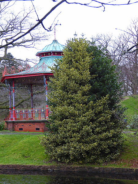 03 Sefton Park Holly tree
