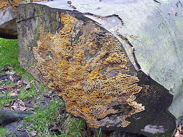 03 Sefton Park fungi log