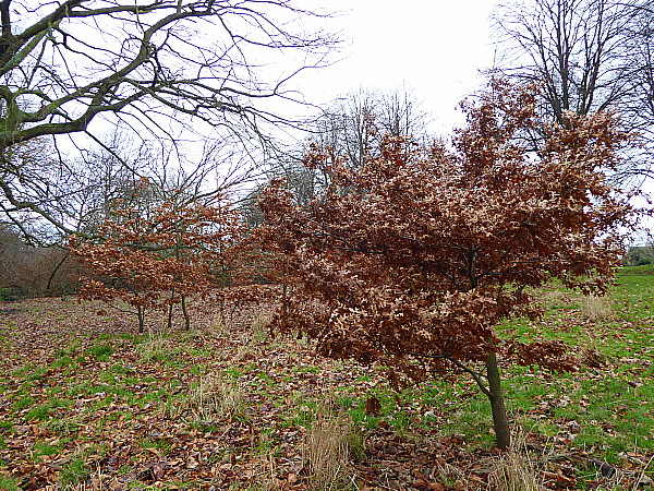 03 Sefton Park young oaks