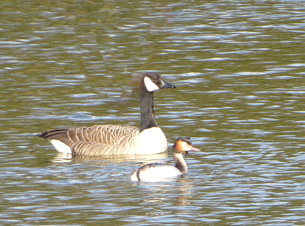 06 Stanley GC Grebe and Canada