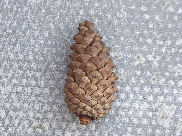06 Stanley pine cone