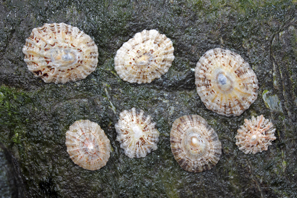 MNA Holyhead Black Footed Limpet1