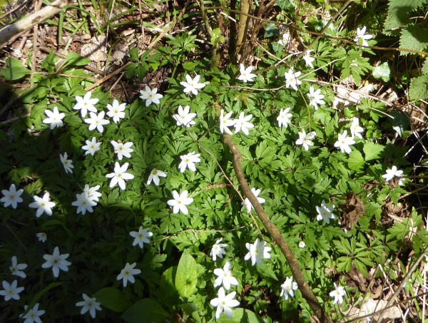 14 Rivacre Wood Anemones
