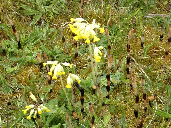 16 Sunlight Cowslips and horsetail