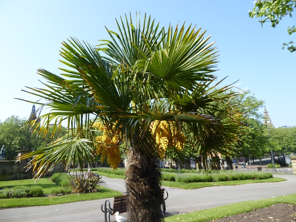 21 Seacombe palm tree SJG