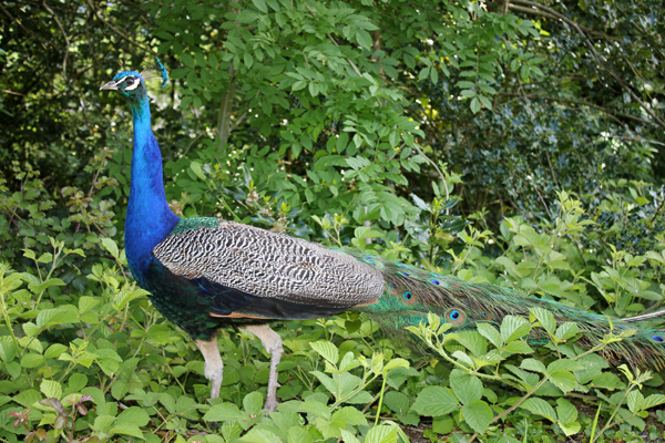 MNA Gwydyr Peacock