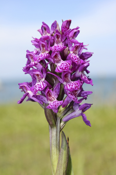 MNA Anglesey Breakwater NM Orchid1