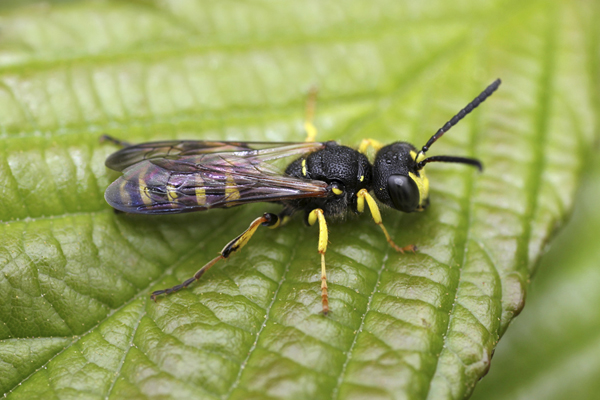 MNA Marford Nomada Wasp