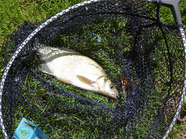 28 Maghull Bream