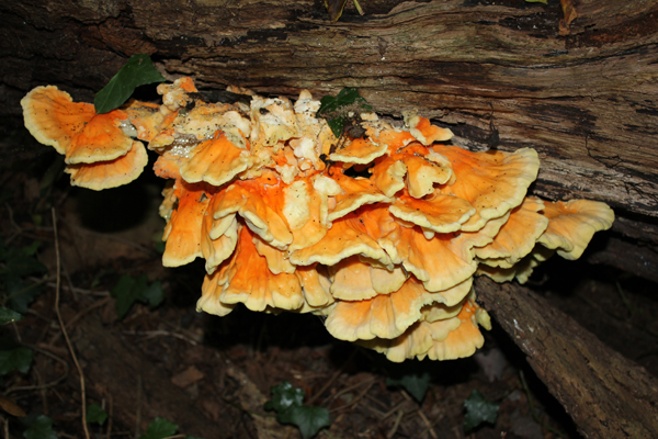 MNA Dibbinsdale Chicken of The Woods