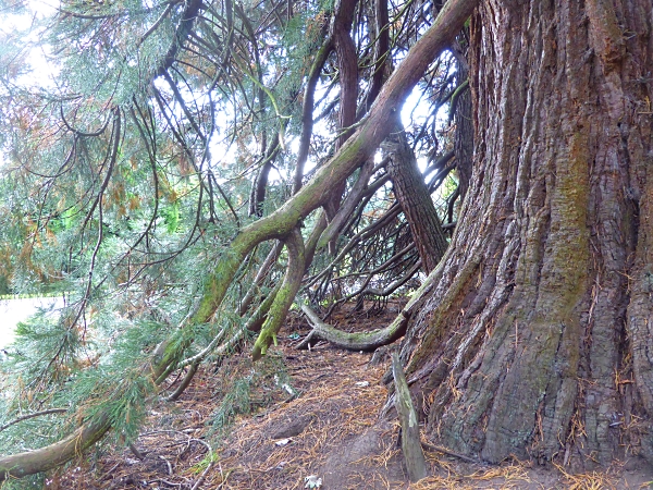 19 Layering giant redwood