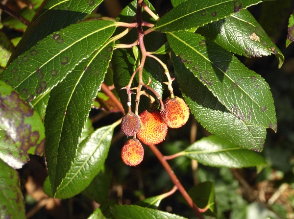 43-chester-strawberry-tree-fruit